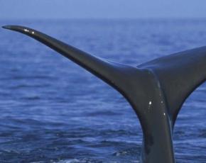 Životni vijek.  Koliko žive kitovi?  Kratke informacije o kitovima Zašto je kit sisavac, a ne riba?